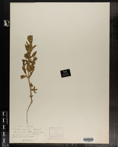 Plantae