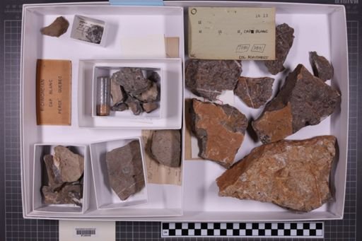 mixed taxa, stratigraphic collection