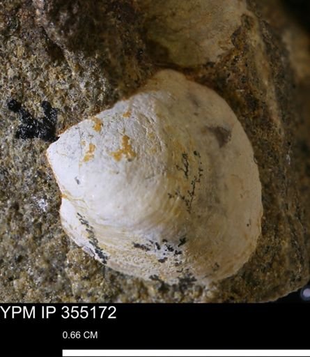Protocardia sp.