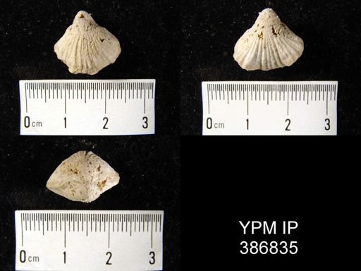 Stenoscisma sp.