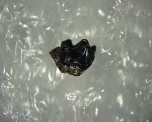 Bisonalveus browni