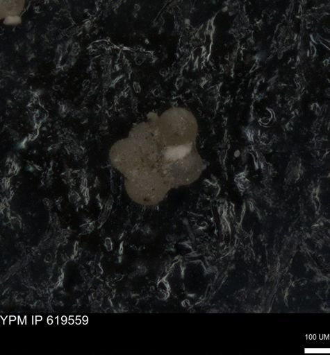 undet. Rugoglobigerinidae