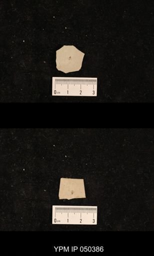 undet. Hexapoda