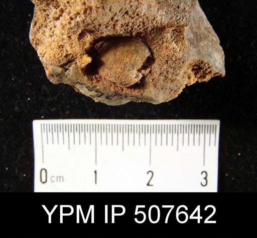 undet. Brachiopoda
