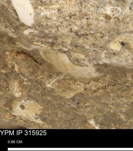 undet. Mollusca