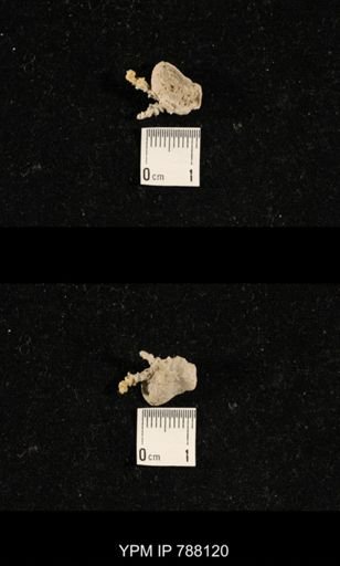 undet. Brachiopoda