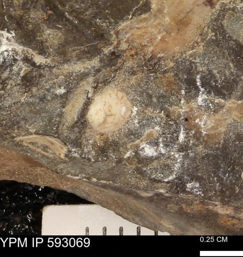 undet. Bivalvia