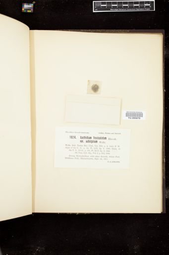 Xanthidium fasciculatum var. subalpinum