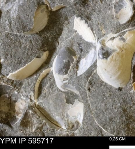 Protocardia sp.