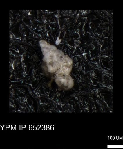 undet. Heterohelicidae