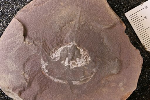 Euproops danae