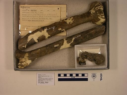 Tyrannosauroidea
