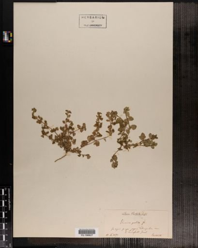 Plantae