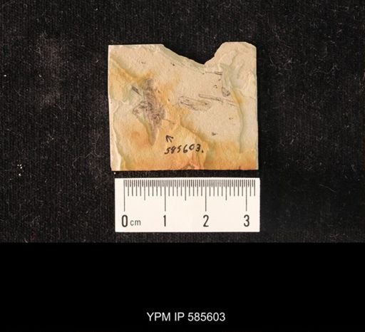 undet. Orthoptera