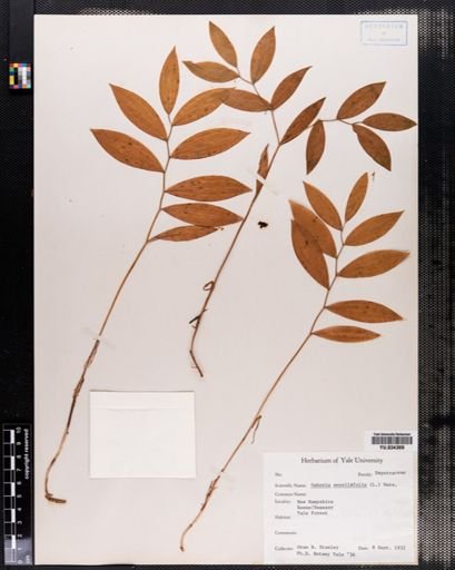 Oakesia