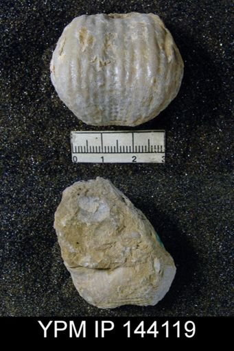 Productus (Dictyoclostus) indicus