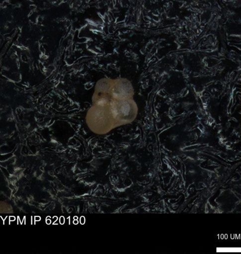 undet. Rugoglobigerinidae