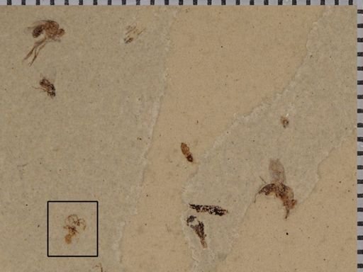 undet. Arachnida