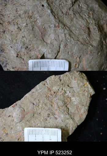 undet. Eocrinoidea