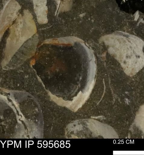 Protocardia sp.