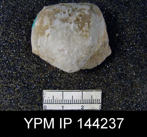 Productus (Linoproductus) lineatus