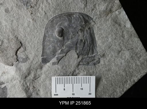 Eurypterus sp.