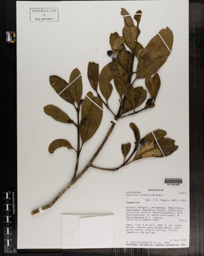 Plantae
