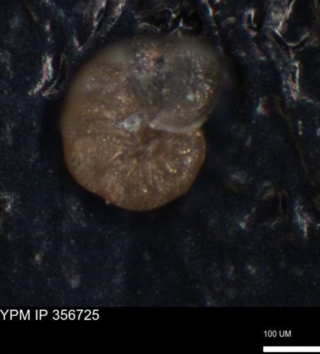 undet. Foraminiferida
