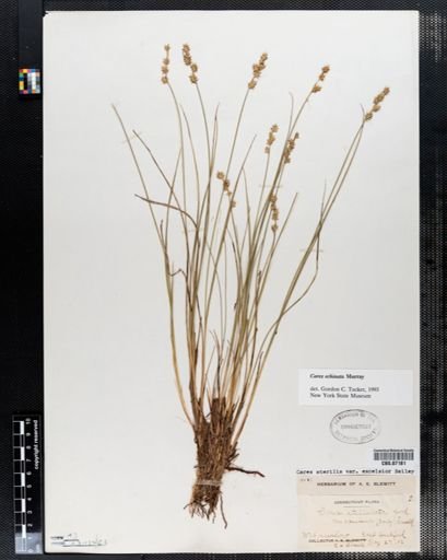Carex sterilis
