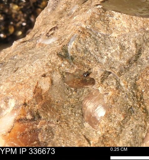 undet. Bivalvia