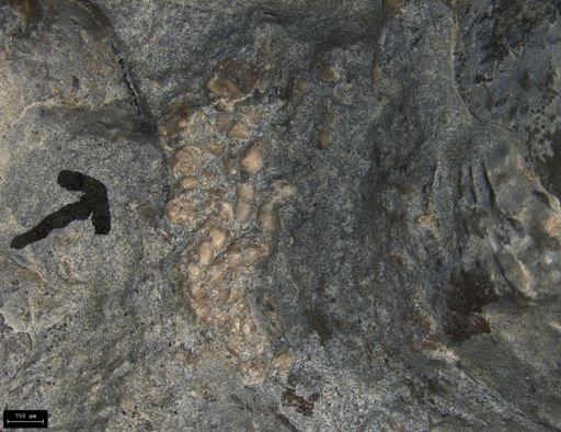 Aplocoma damesii