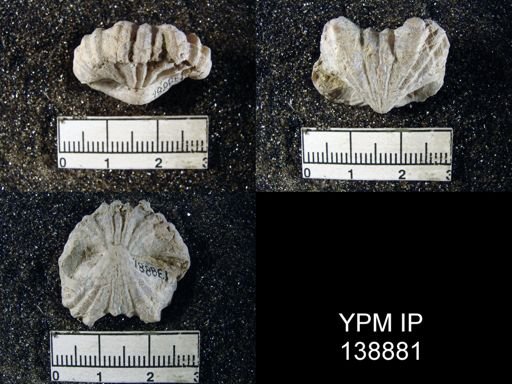Terebratuloidea davidsoni