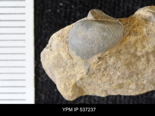 Viviparus montanaensis