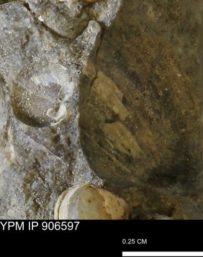 undet. Mollusca