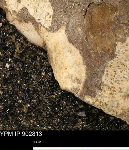 undet. Mollusca