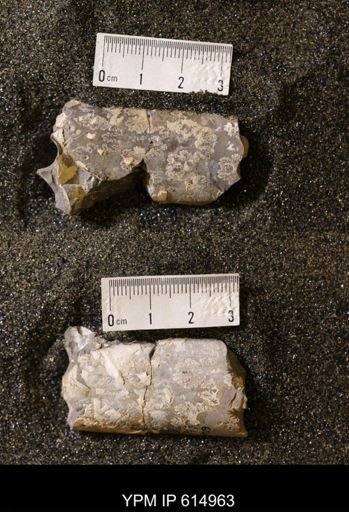 Baculites grandis