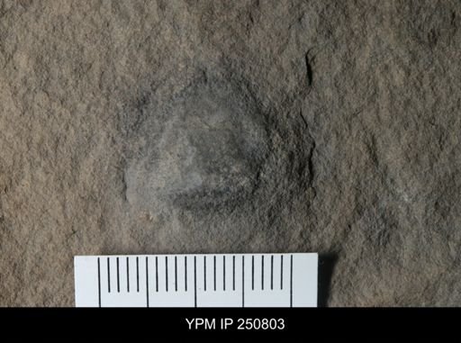 undet. Eurypterida