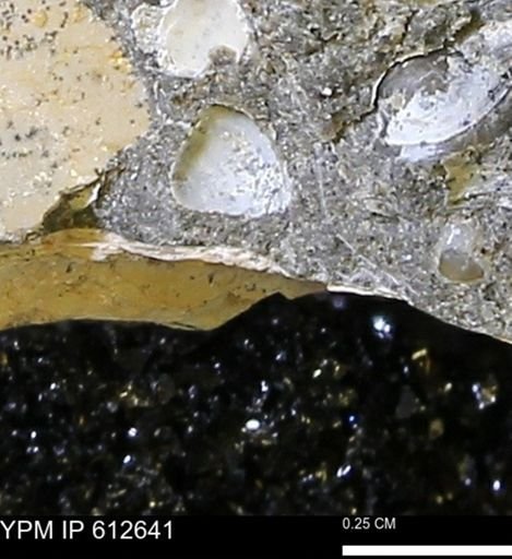 Protocardia sp.