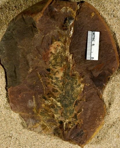 Lepidostrobus sp.
