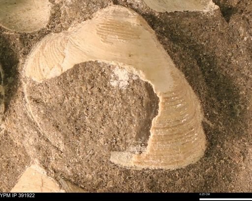 Limopsis striatopunctatus