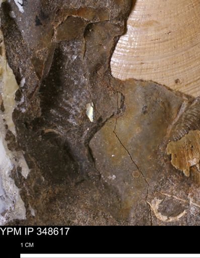 undet. Mollusca