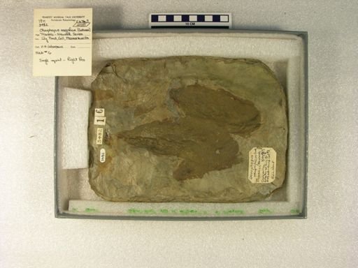 Otouphepus magnificus