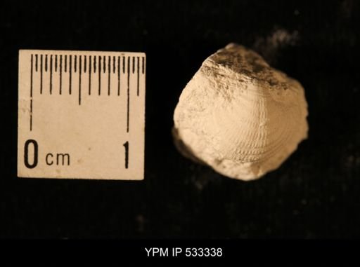 Echinoconchus sp.
