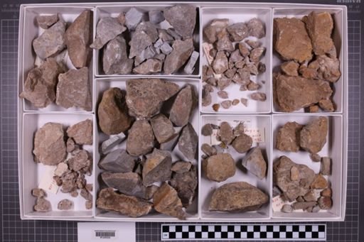 mixed taxa, stratigraphic collection