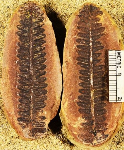 Pecopteris sp.
