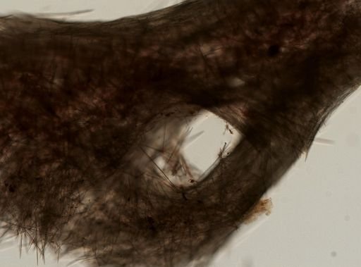 Halichondrida
