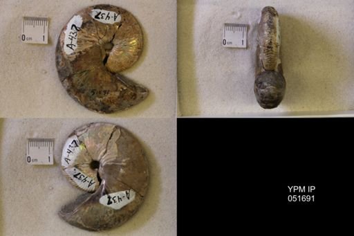 Hoploscaphites nicolletii