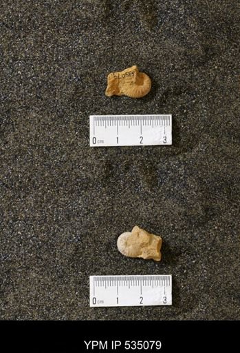 Scaphites cf. hippocrepis