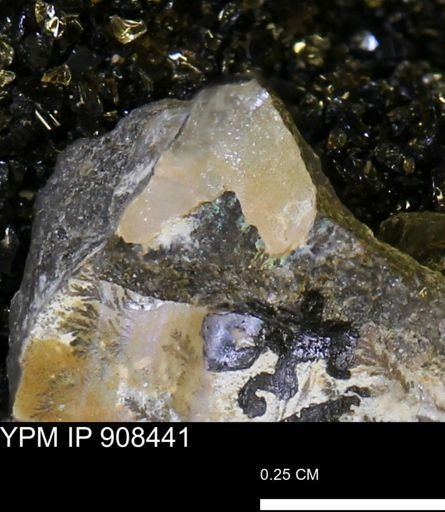 undet. Mollusca