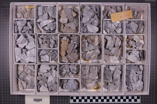 mixed taxa, stratigraphic collection